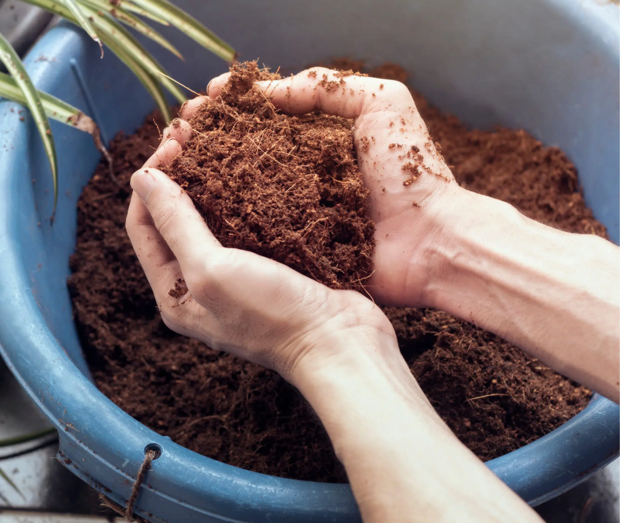 What Are Coco Products?