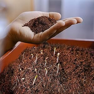 650g Cocopeat Block for Home Gardening