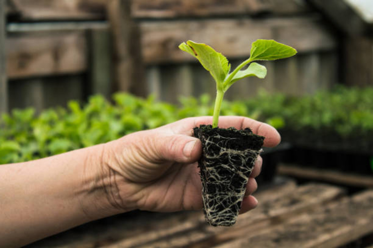 Sri Balaji Coir Products - Coir Products and Cocopeat