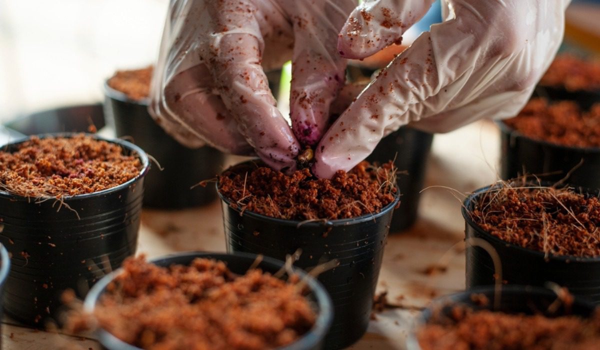 Low EC Coco Peat Blocks for Home Gardening